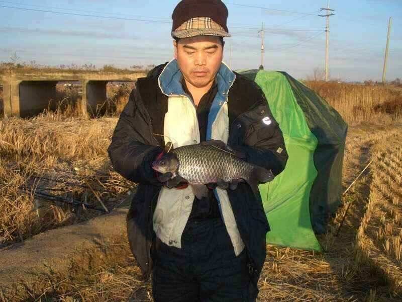 서산 수로권 조황입니다 붕어구경하세요 (조황조행기 - 낚시점조황)