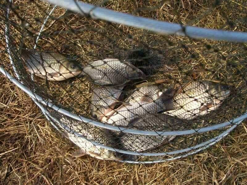 서산 가지 수로 태안 저수지수로권 주중출조시 참고하세요 (조황조행기 - 낚시점조황)