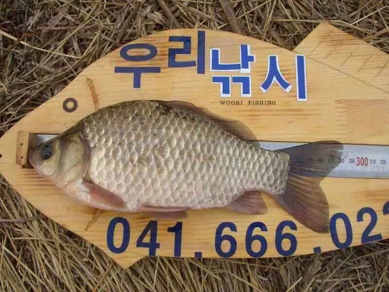 서산 태안 소류지 저수지권 조황 (조황조행기 - 낚시점조황)
