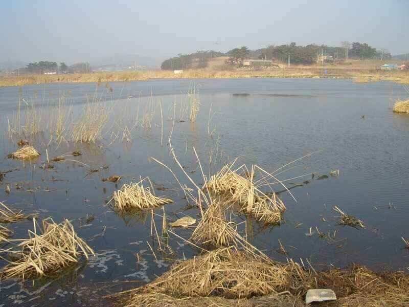 서산 태안 소류지 저수지권 조황 (조황조행기 - 낚시점조황)