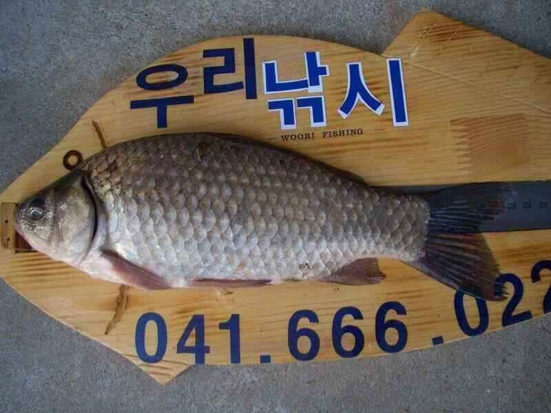 서산 태안 소류지 저수지권 조황 (조황조행기 - 낚시점조황)