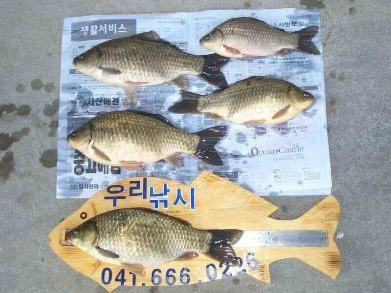 서산태안 저수지 수로권 조황 (조황조행기 - 낚시점조황)