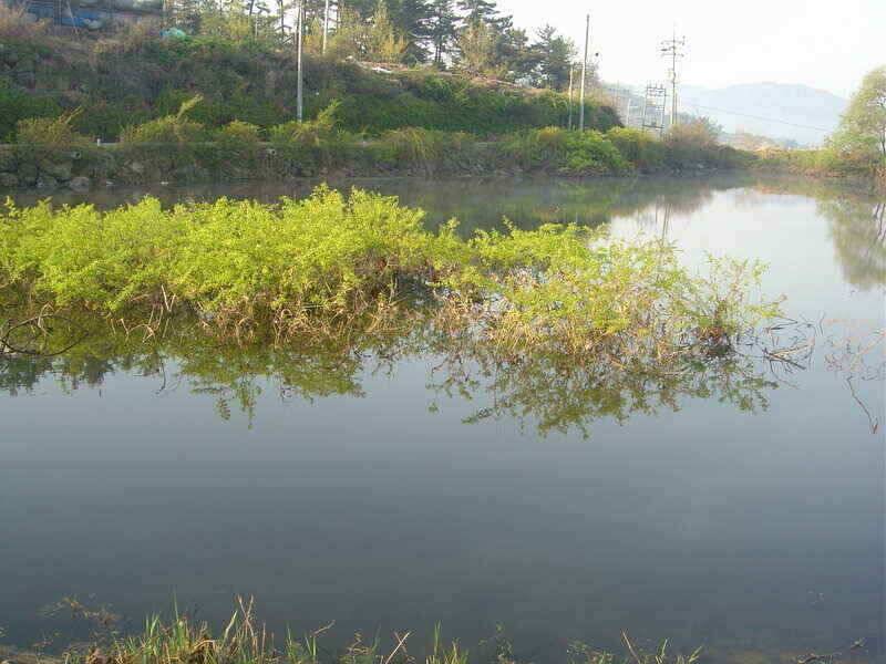 경산낚시프라자 가입인사드립니다 (조황조행기 - 낚시점조황)