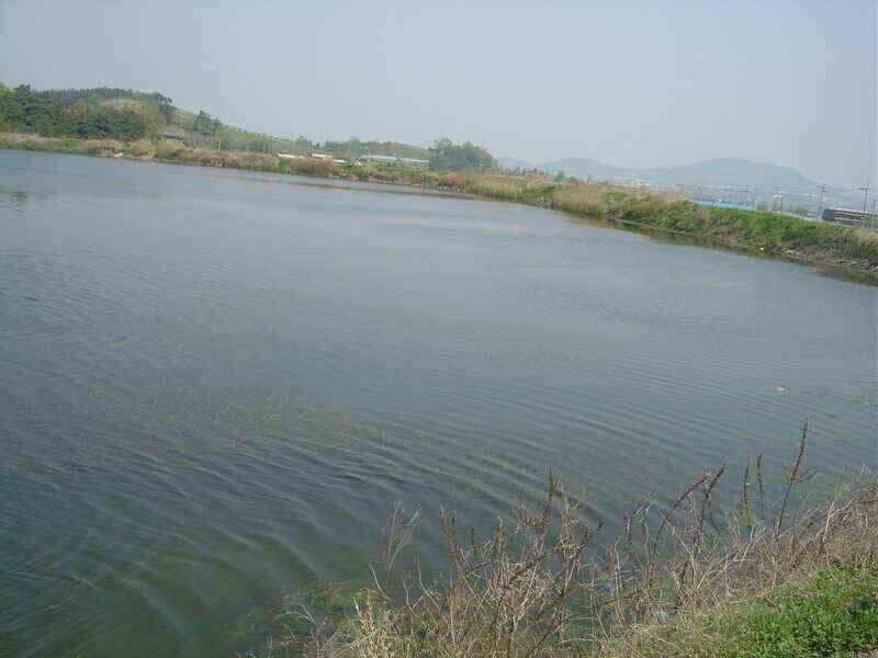 경산권 저수지정보 입니다 (조황조행기 - 낚시점조황)