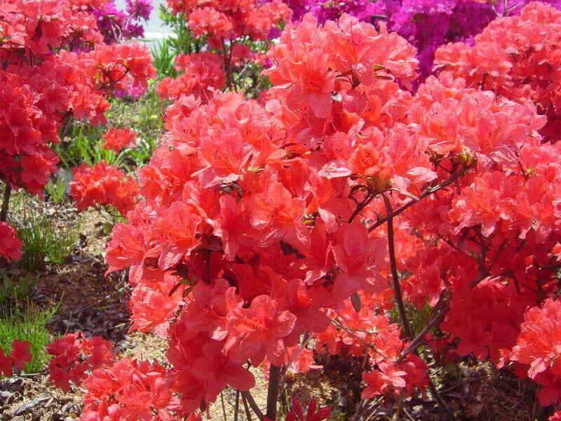 경산권 저수지정보 입니다 (조황조행기 - 낚시점조황)