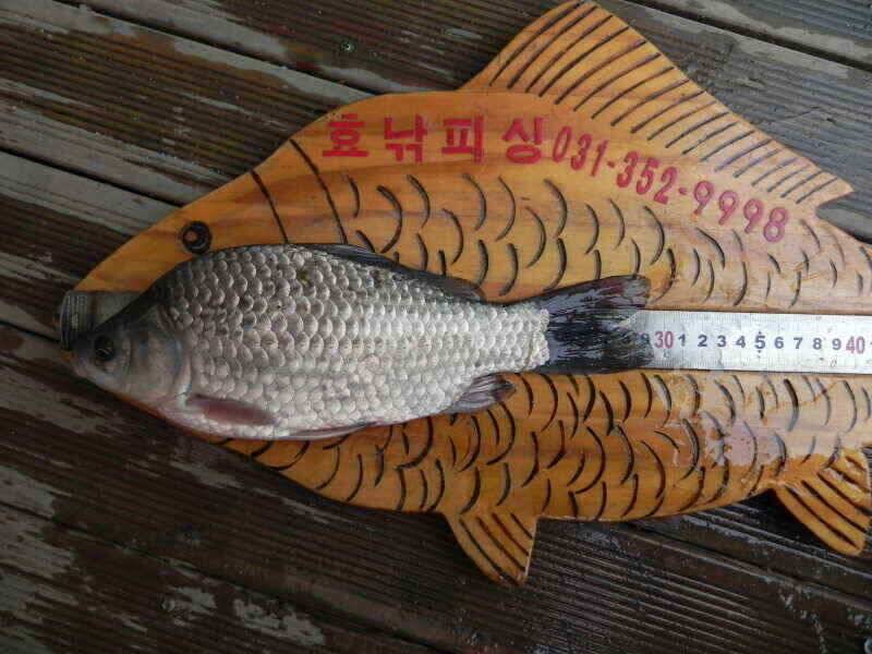 보기만해도 행복한 붕애 (조황조행기 - 낚시점조황)