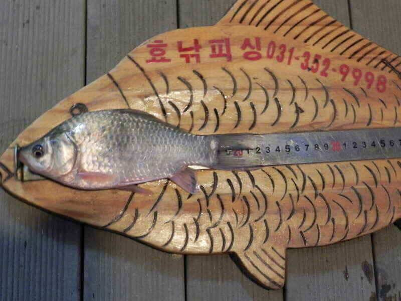 화성권 둠벙조황입니다 (조황조행기 - 낚시점조황)