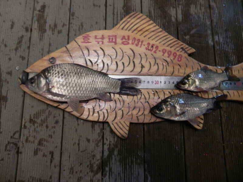 화성권 둠벙조황입니다 (조황조행기 - 낚시점조황)