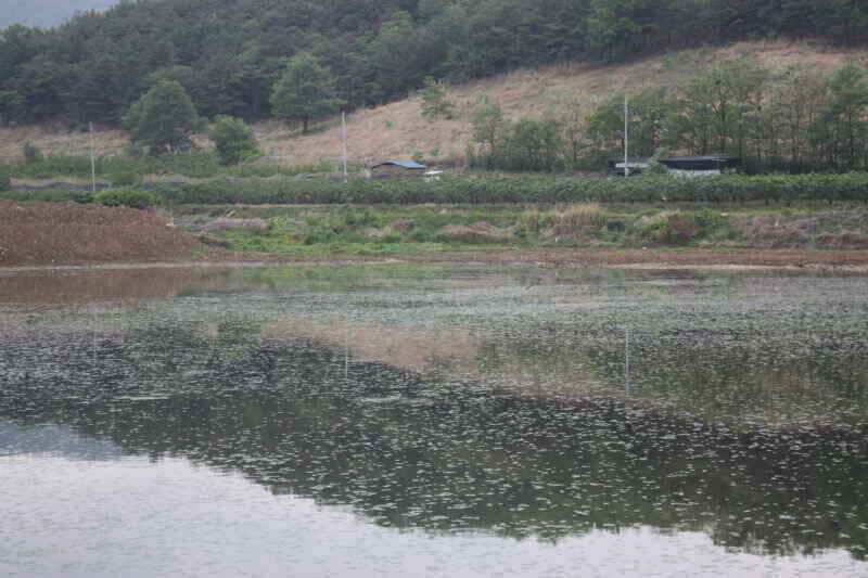 새물찬스를 기대할만한 낚시터 소개 합니다 (조황조행기 - 낚시점조황)