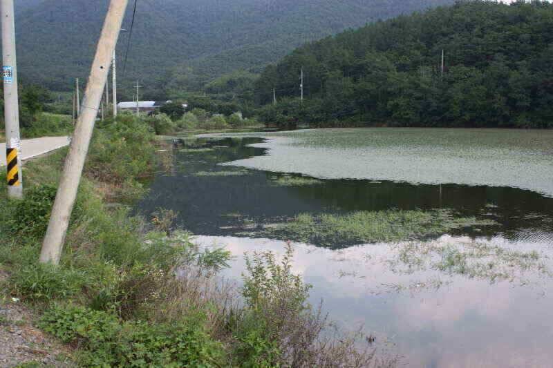 폭염속 꾼들에 그곳으로경산권 소류지 소식 (조황조행기 - 낚시점조황)