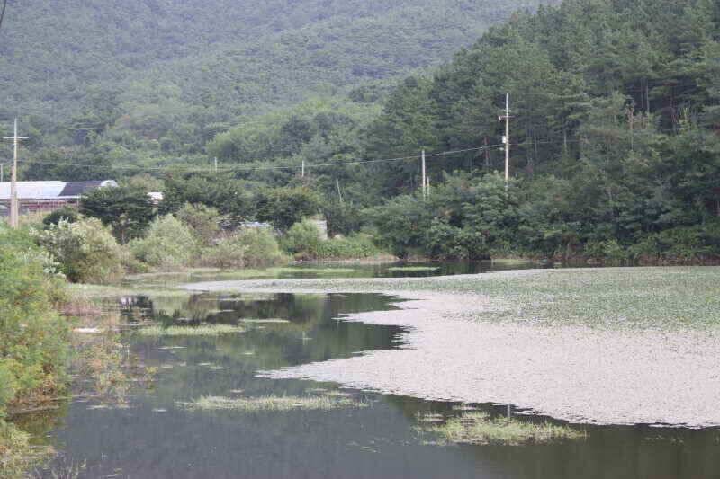 폭염속 꾼들에 그곳으로경산권 소류지 소식 (조황조행기 - 낚시점조황)