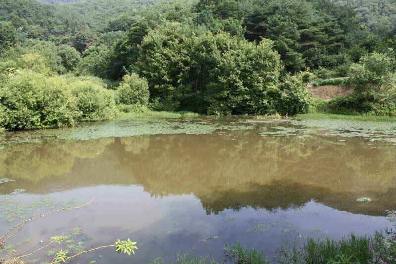 폭염속 꾼들에 그곳으로경산권 소류지 소식 (조황조행기 - 낚시점조황)