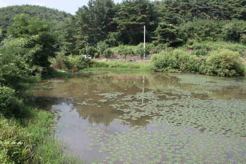폭염속 꾼들에 그곳으로경산권 소류지 소식 (조황조행기 - 낚시점조황)