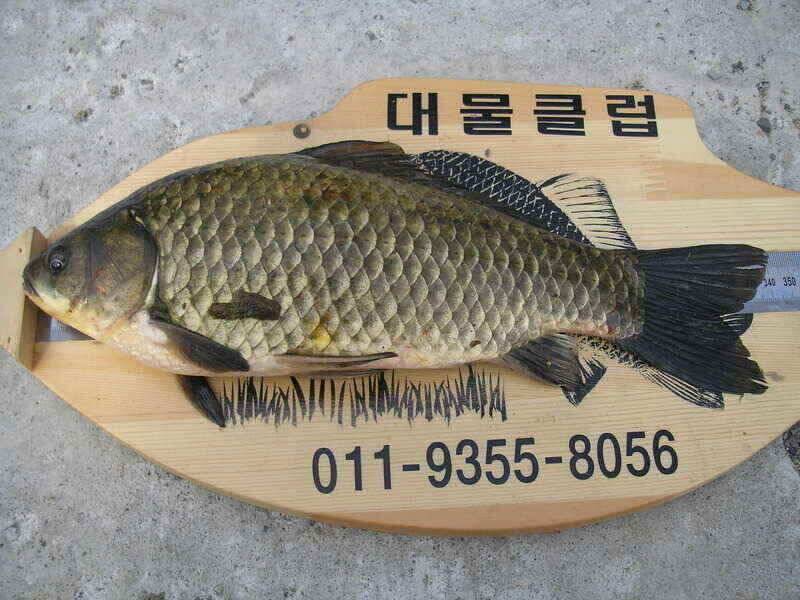 좋은 시즌에 배수를 (조황조행기 - 낚시점조황)