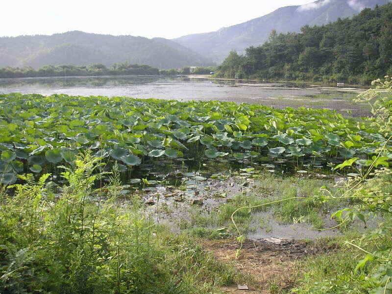 좋은 시즌에 배수를 (조황조행기 - 낚시점조황)