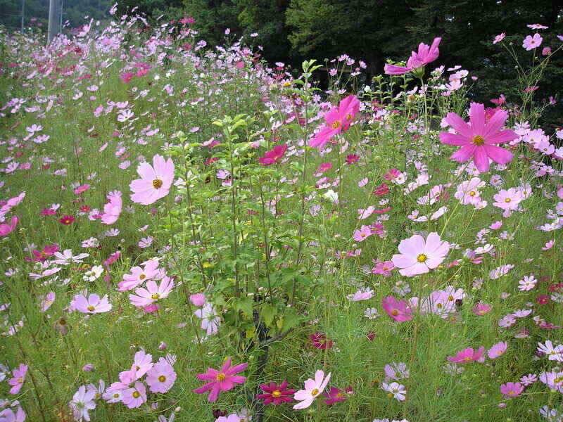 좋은 시즌에 배수를 (조황조행기 - 낚시점조황)