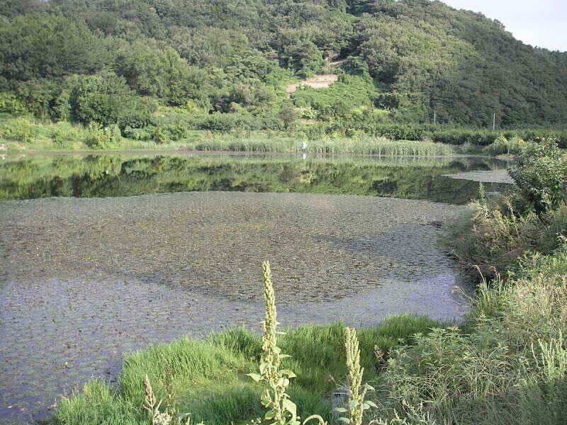 좋은 시즌에 배수를 (조황조행기 - 낚시점조황)