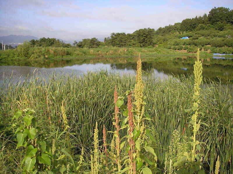 좋은 시즌에 배수를 (조황조행기 - 낚시점조황)
