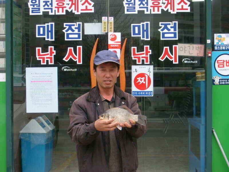 영천권 마릿수 월척 조황입니다 (조황조행기 - 낚시점조황)