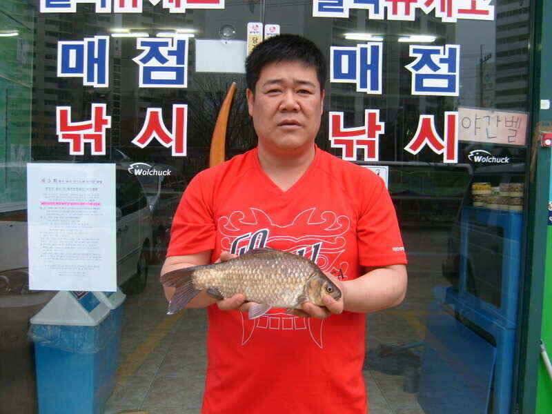 영천권 마릿수 월척 조황입니다 (조황조행기 - 낚시점조황)