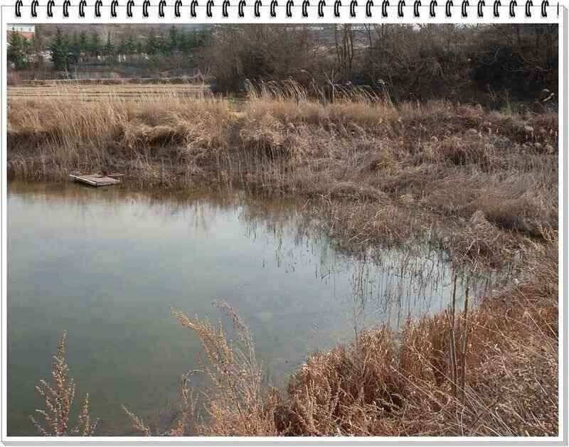 낚시프라자의 경산권 소식 (조황조행기 - 낚시점조황)