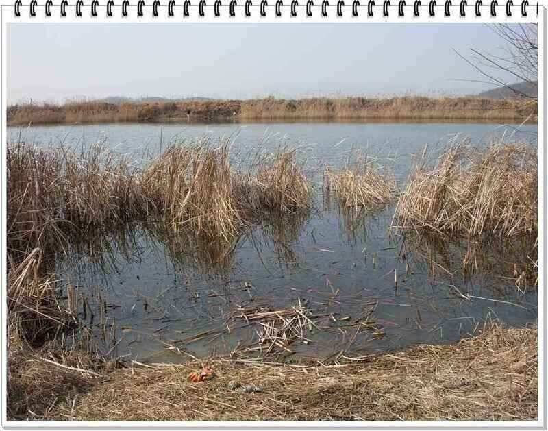 낚시프라자의 경산권 소식 (조황조행기 - 낚시점조황)