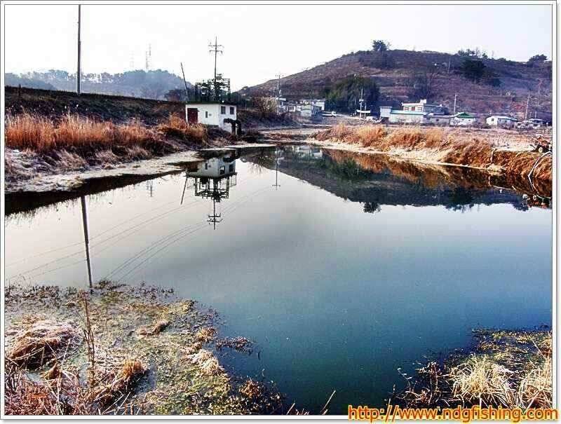 낙동강낚시 (조황조행기 - 낚시점조황)