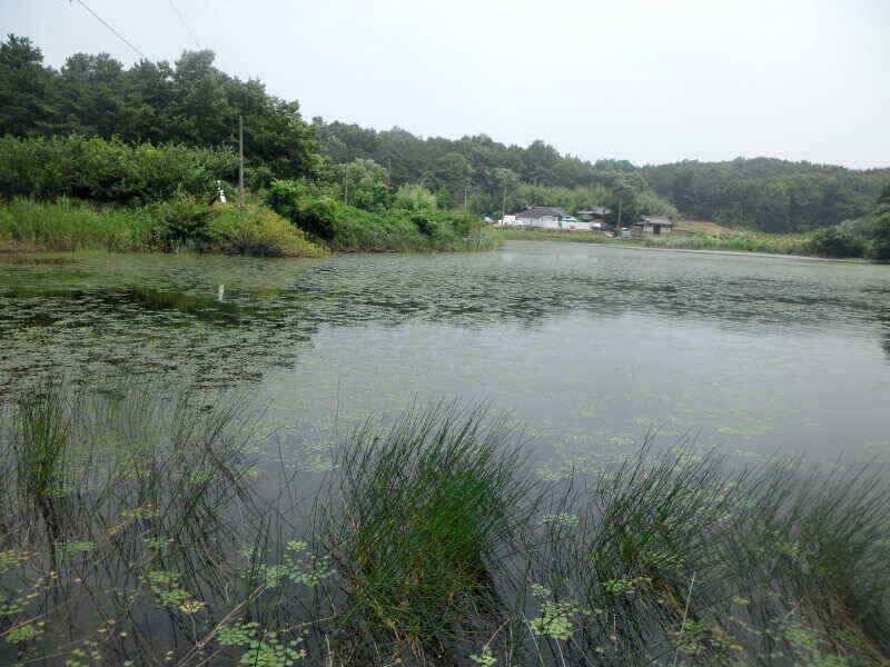 하양금호대창영천권 조황 입니다 (조황조행기 - 낚시점조황)