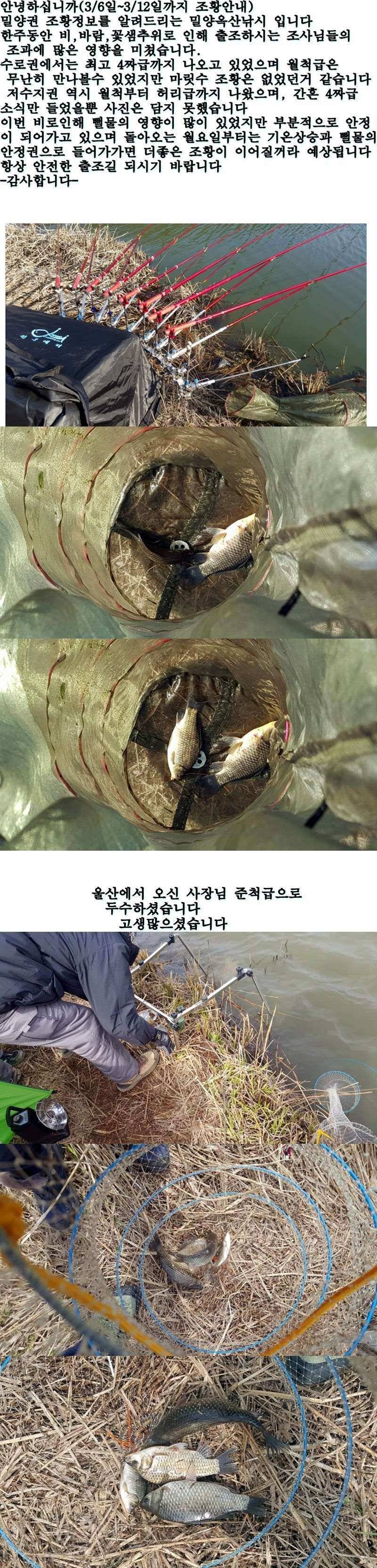 밀양옥산낚시36312까지 (조황조행기 - 낚시점조황)