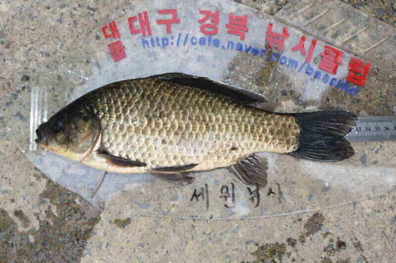 이제 슬슬 나옵니다 (조황조행기 - 낚시점조황)