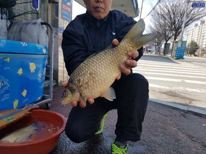 경북권구미권4월2주차 조황정보 (조황조행기 - 낚시점조황)
