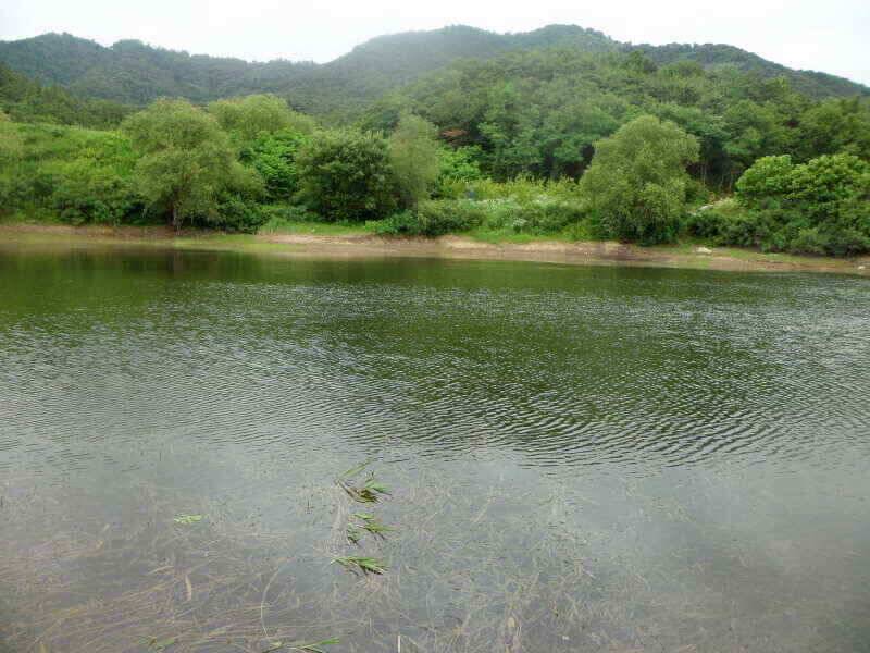 하양금호대창영천권 조황입니다 (조황조행기 - 낚시점조황)