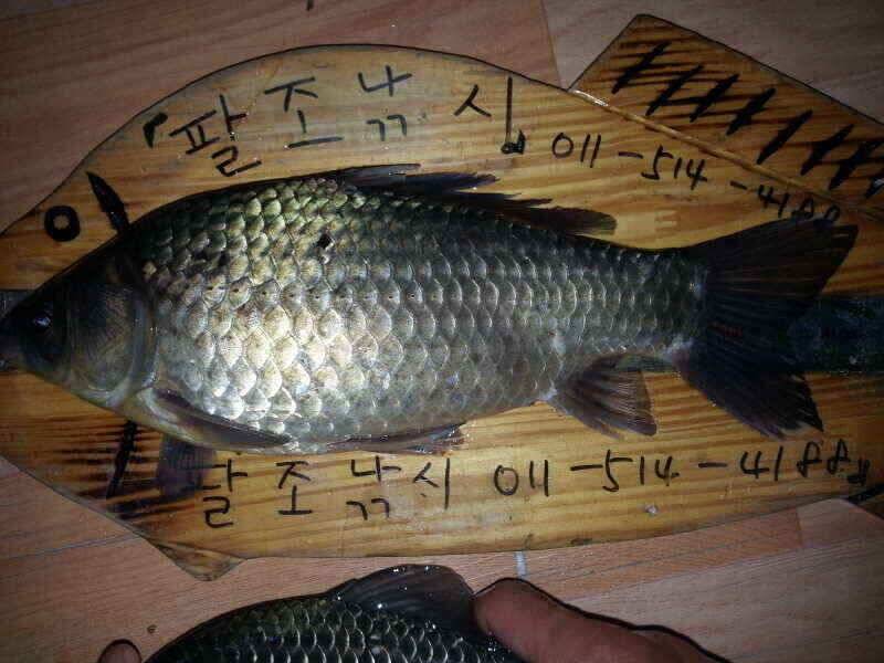 확장이전팔조령 터널500미터전 (조황조행기 - 낚시점조황)