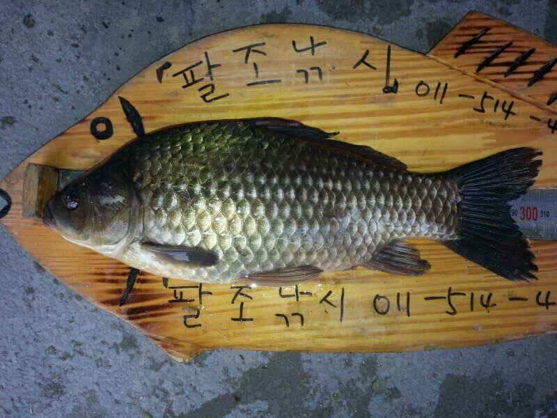 확장이전팔조령 터널500미터전 (조황조행기 - 낚시점조황)