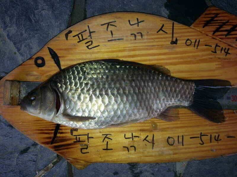 확장이전팔조령 터널500미터전 (조황조행기 - 낚시점조황)