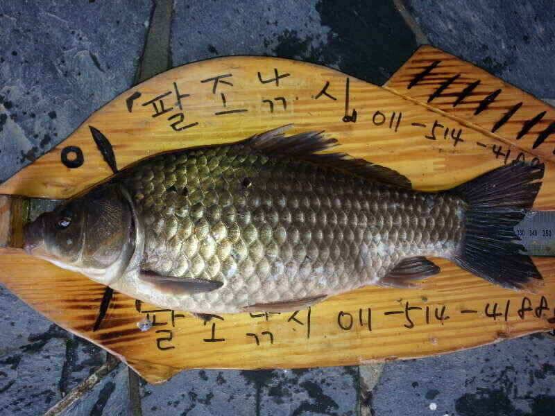확장이전팔조령 터널500미터전 (조황조행기 - 낚시점조황)