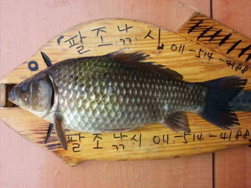 확장이전팔조령 터널500미터전 (조황조행기 - 낚시점조황)