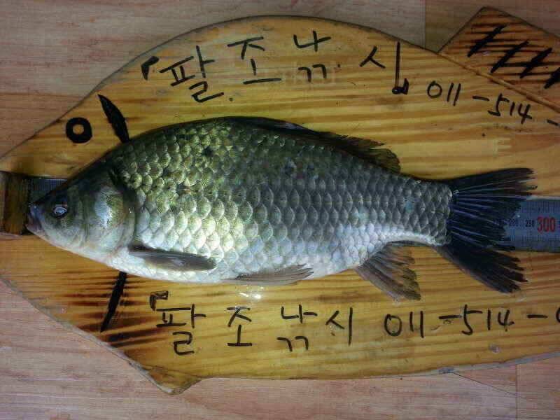 확장이전팔조령 터널500미터전 (조황조행기 - 낚시점조황)