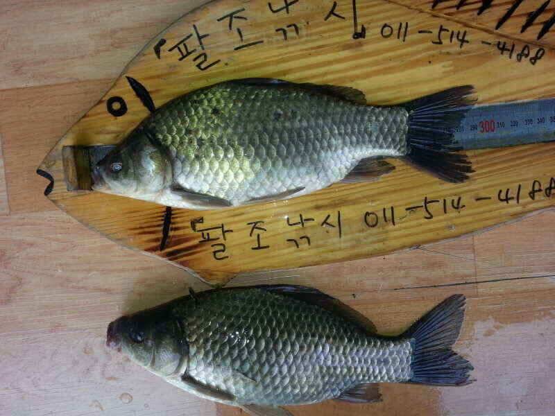 확장이전팔조령 터널500미터전 (조황조행기 - 낚시점조황)