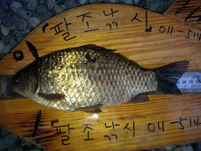 확장이전팔조령 터널500미터전 (조황조행기 - 낚시점조황)