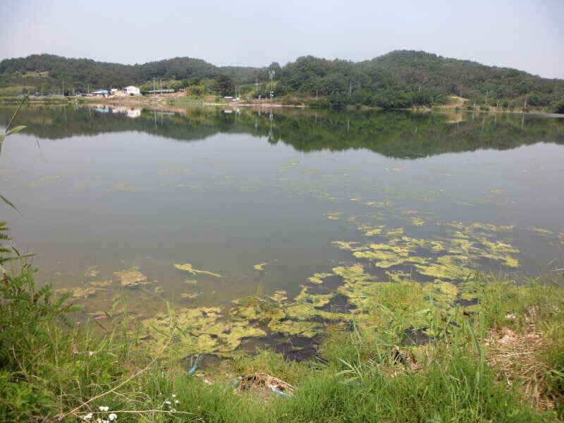 하양금호대창영천권 조황입니다 (조황조행기 - 낚시점조황)