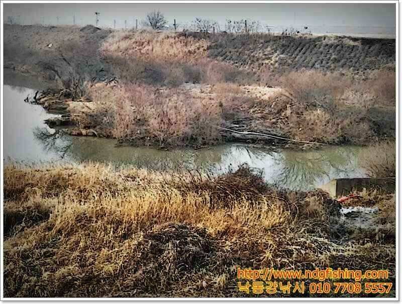 창원 낙동강낚시 (조황조행기 - 낚시점조황)