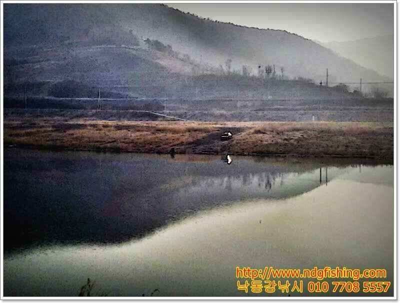 창원 낙동강낚시 (조황조행기 - 낚시점조황)