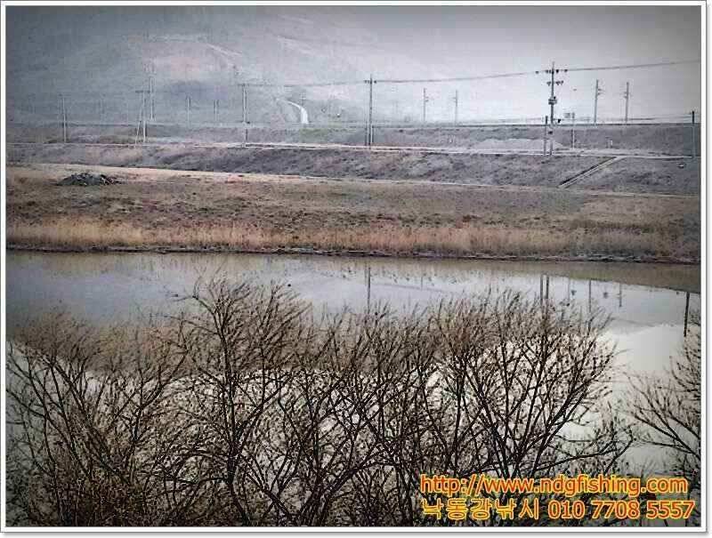 창원 낙동강낚시 (조황조행기 - 낚시점조황)