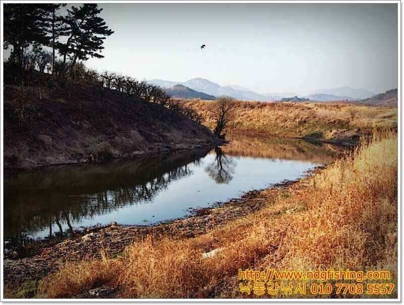 창원 낙동강낚시 (조황조행기 - 낚시점조황)