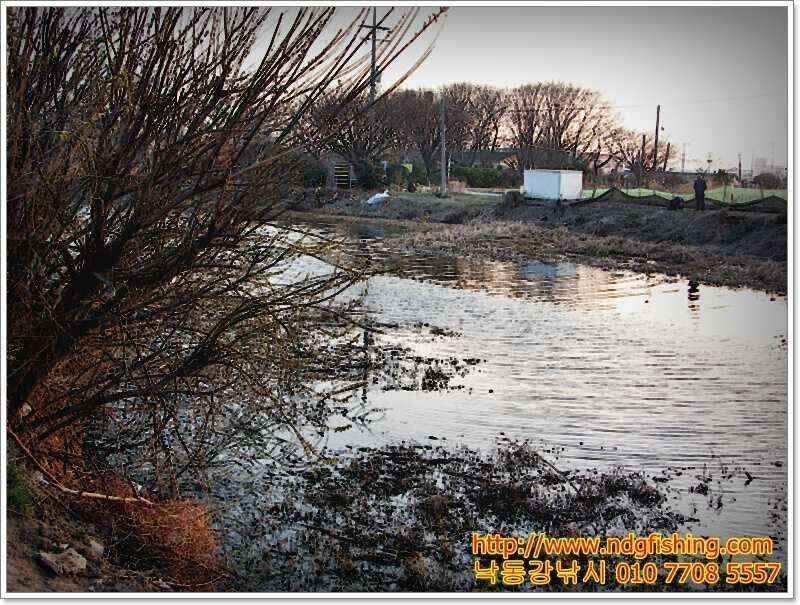 창원 낙동강낚시 (조황조행기 - 낚시점조황)