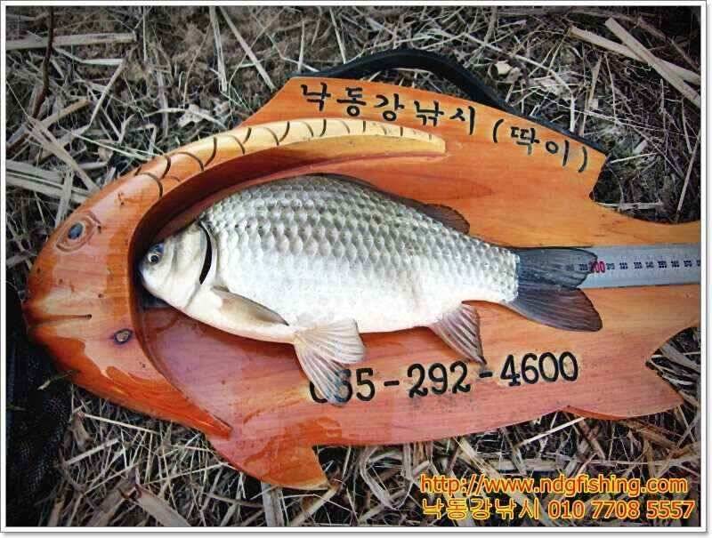 창원 낙동강낚시 (조황조행기 - 낚시점조황)