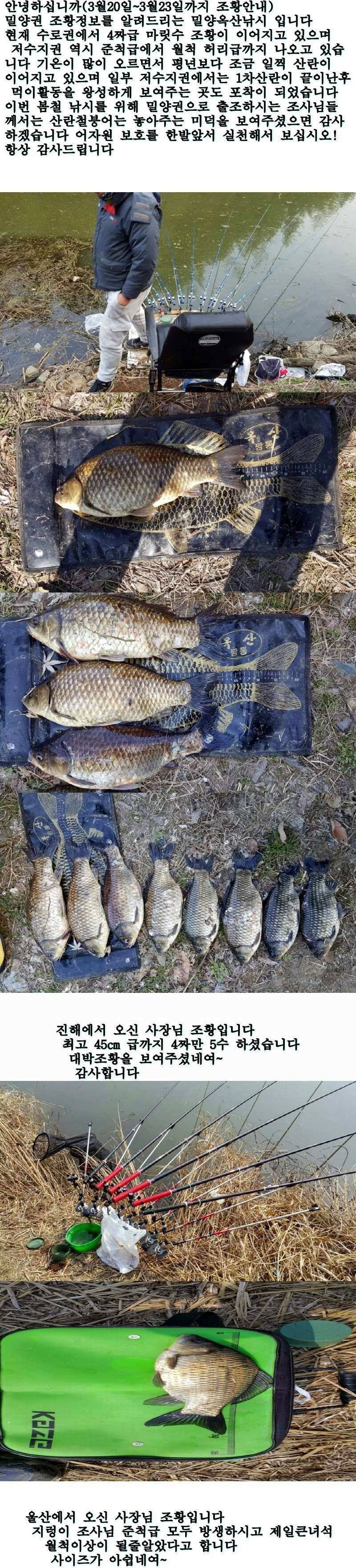 밀양권 4짜 호조황소식320323까지 (조황조행기 - 낚시점조황)