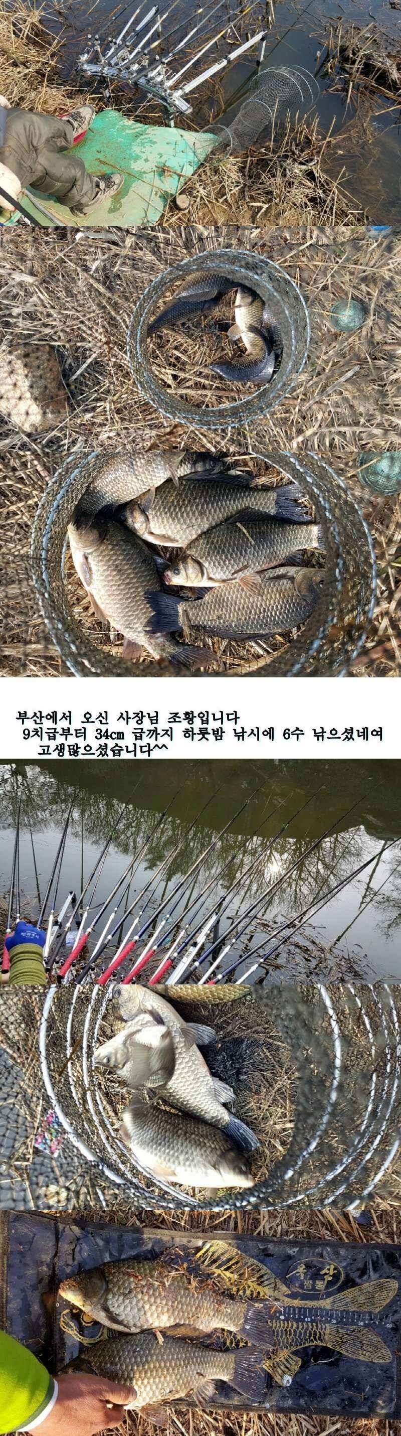 밀양권 4짜 호조황소식320323까지 (조황조행기 - 낚시점조황)