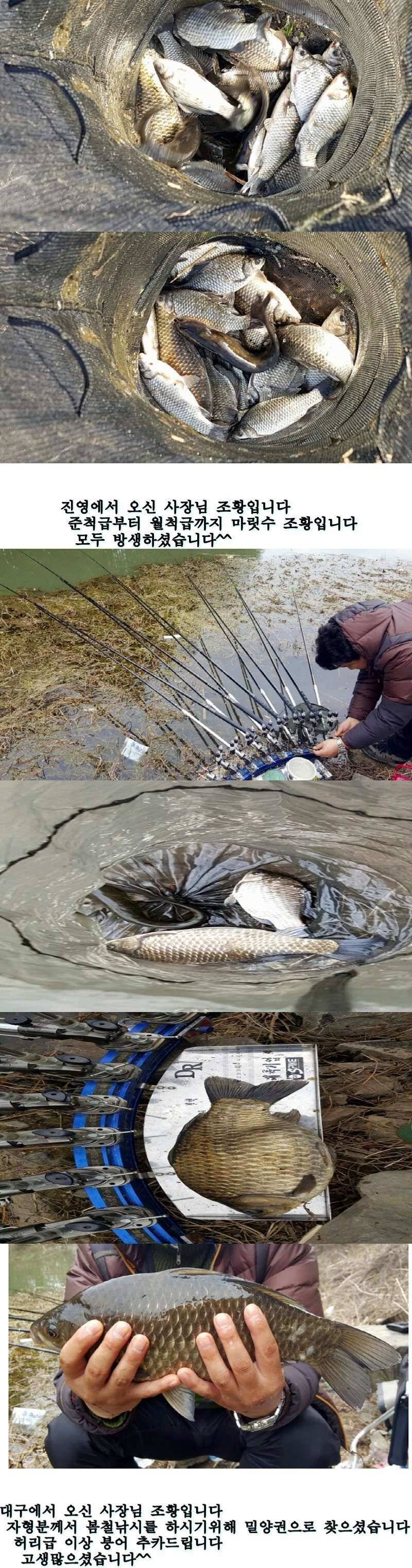 밀양권 4짜 호조황소식320323까지 (조황조행기 - 낚시점조황)